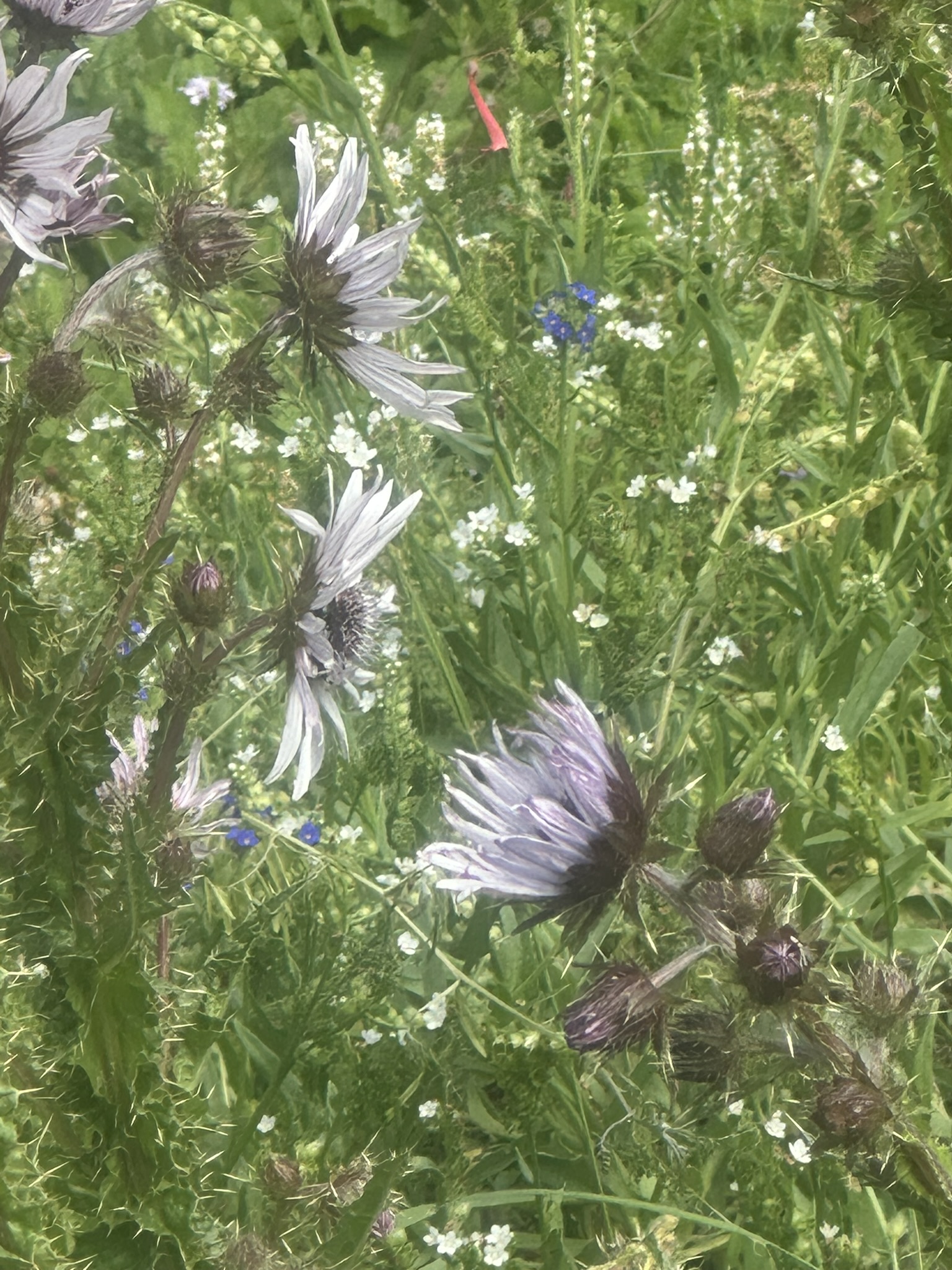 South Africa - Image 167